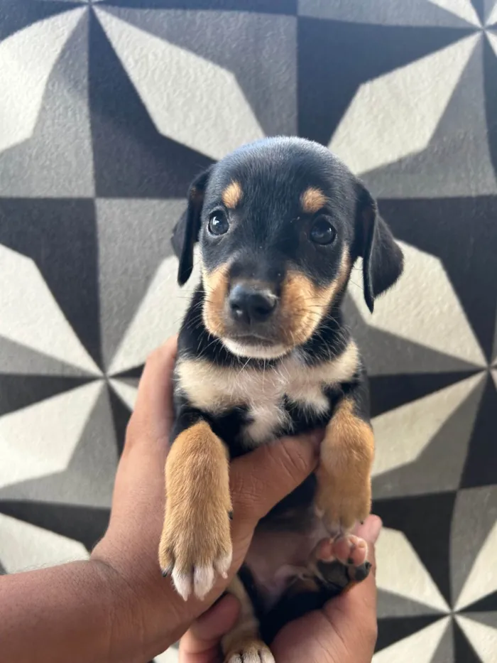 Cachorro ra a SRD-ViraLata idade 2 a 6 meses nome Mel