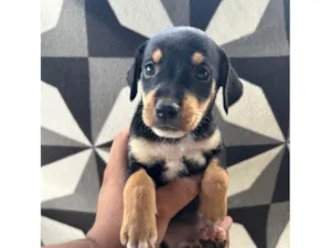 Cachorro raça SRD-ViraLata idade 2 a 6 meses nome Mel