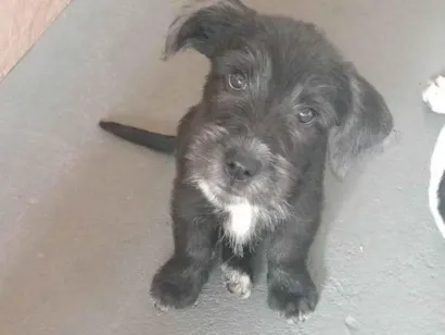 Cachorro raça SRD-ViraLata idade 2 a 6 meses nome Sem nome 