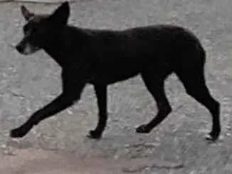 Cachorro raça Pinscher idade 6 ou mais anos nome Pretinha