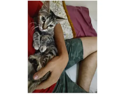 Gato raça SRD-ViraLata idade 2 anos nome Tigresa 