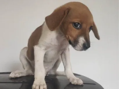 Cachorro raça SRD-ViraLata idade Abaixo de 2 meses nome Tcharle