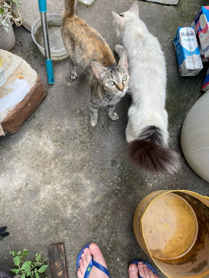 Gato ra a SRD-ViraLata idade 2 anos nome Tigresa 