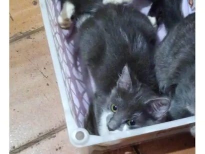 Gato raça SRD-ViraLata idade 2 a 6 meses nome Bolinha