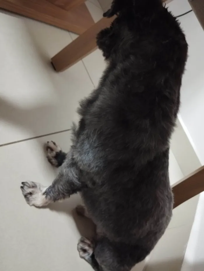 Cachorro ra a Lhasa Apso idade 1 ano nome Não sei 