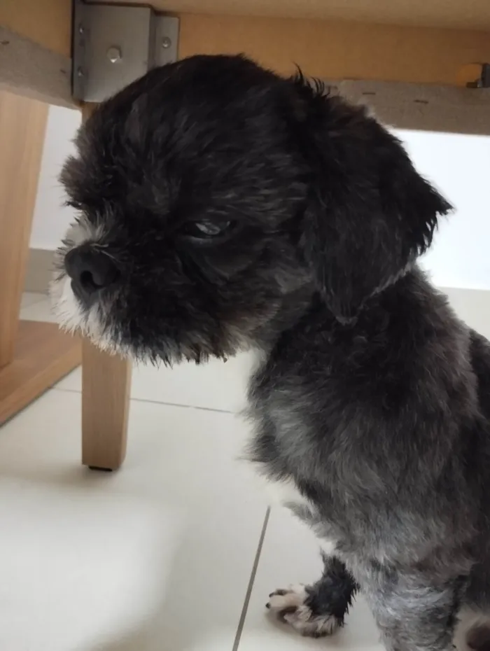 Cachorro ra a Lhasa Apso idade 1 ano nome Não sei 