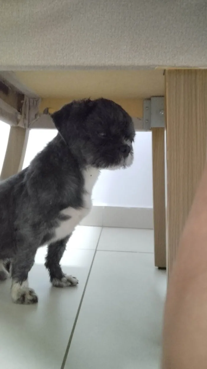 Cachorro ra a Lhasa Apso idade 1 ano nome Não sei 