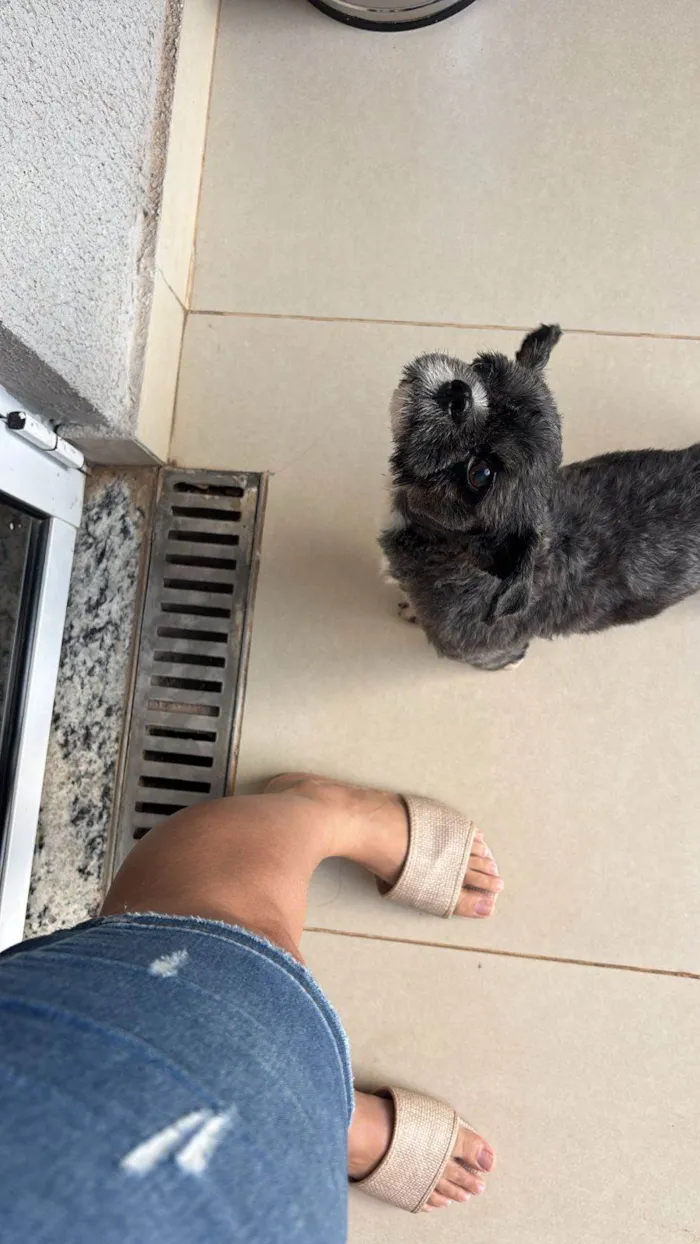 Cachorro ra a Lhasa Apso idade 1 ano nome Não sei 