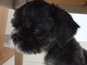 Cachorro raça Lhasa Apso idade 1 ano nome Não sei 