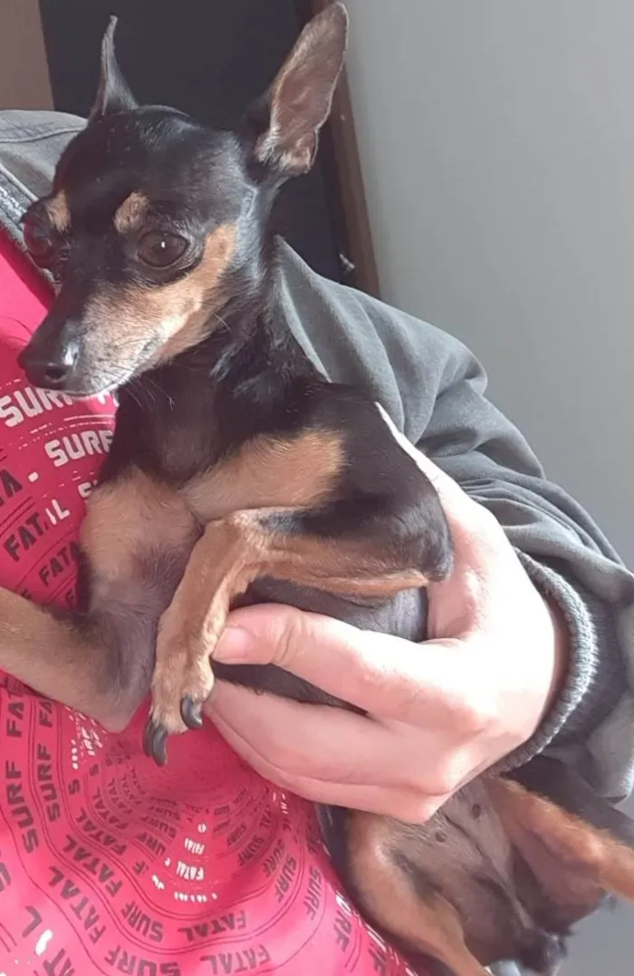 Cachorro ra a Pinscher idade 6 ou mais anos nome Jorge da Cruz Lopes