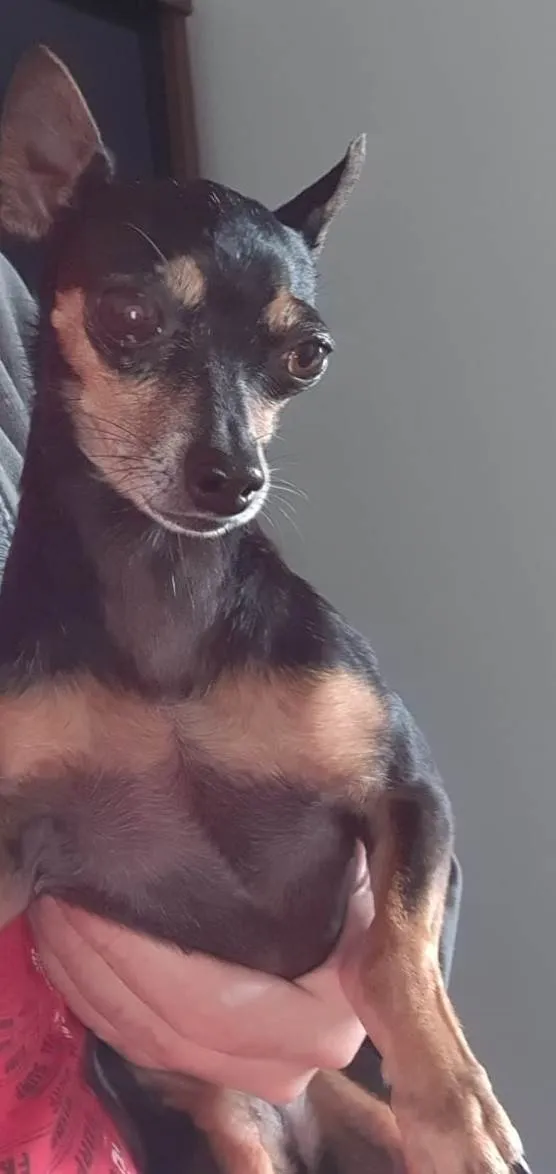 Cachorro ra a Pinscher idade 6 ou mais anos nome Jorge da Cruz Lopes