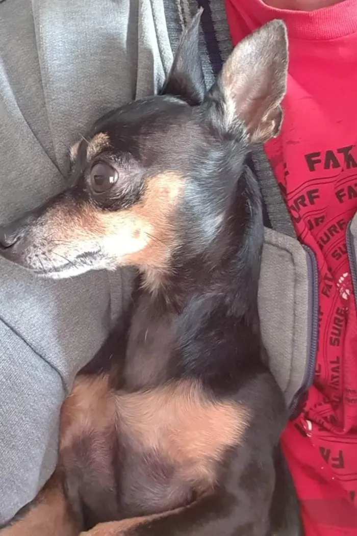 Cachorro ra a Pinscher idade 6 ou mais anos nome Jorge da Cruz Lopes