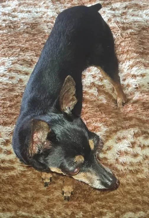 Cachorro ra a Pinscher idade 6 ou mais anos nome Jorge da Cruz Lopes