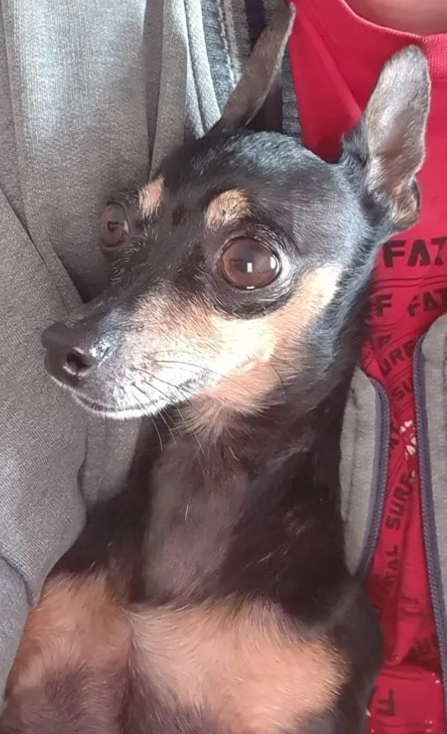 Cachorro ra a Pinscher idade 6 ou mais anos nome Jorge da Cruz Lopes