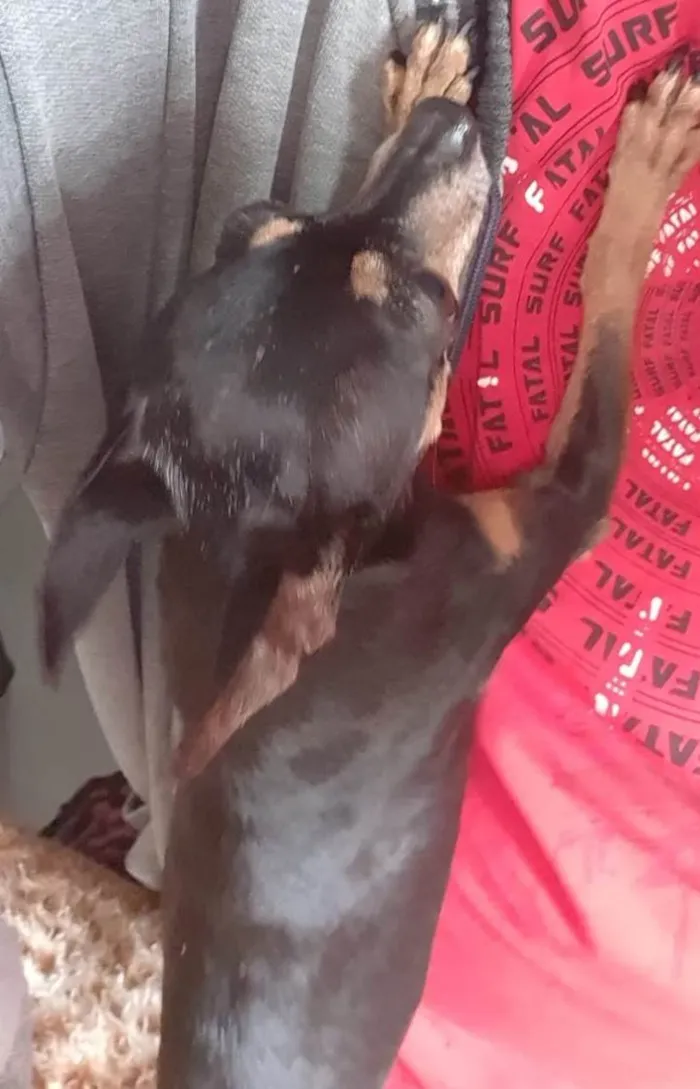 Cachorro ra a Pinscher idade 6 ou mais anos nome Jorge da Cruz Lopes