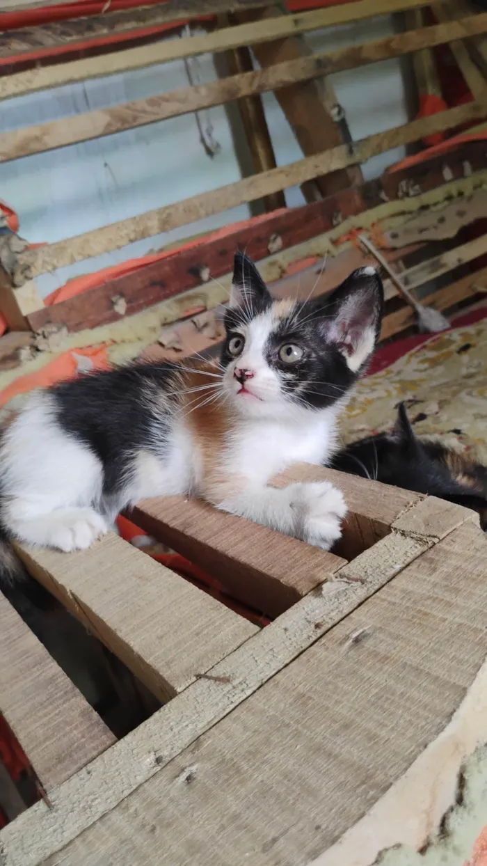 Gato ra a SRD-ViraLata idade Abaixo de 2 meses nome Gatinhas pra adoção 