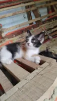 Gatinhas pra adoção