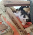 Gatinhas pra adoção