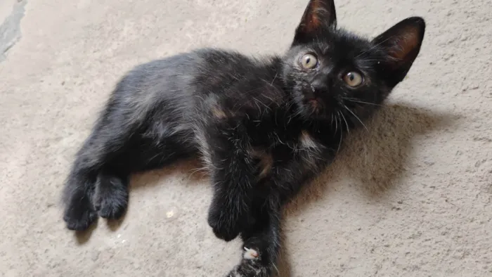Gato ra a SRD-ViraLata idade Abaixo de 2 meses nome Gatinhas pra adoção 