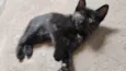 Gatinhas pra adoção