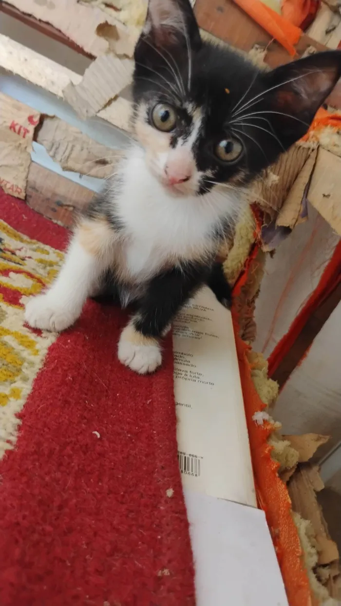 Gato ra a SRD-ViraLata idade Abaixo de 2 meses nome Gatinhas pra adoção 