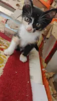 Gatinhas pra adoção