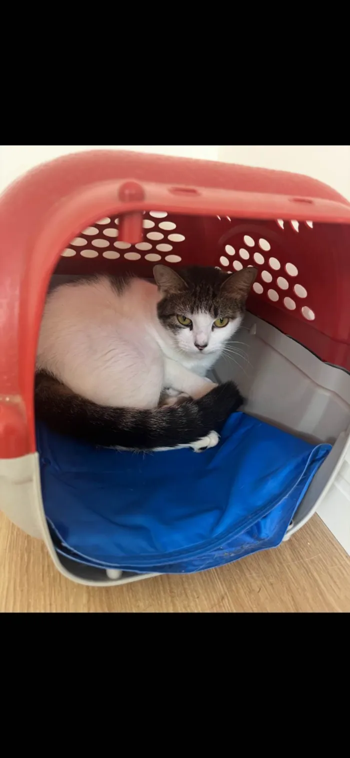 Gato ra a SRD-ViraLata idade 1 ano nome Akira
