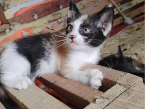 Gato raça SRD-ViraLata idade Abaixo de 2 meses nome Gatinhas pra adoção 