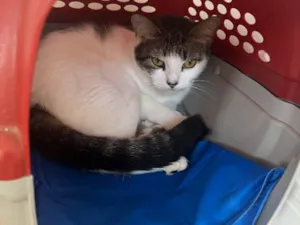 Gato raça SRD-ViraLata idade 1 ano nome Akira