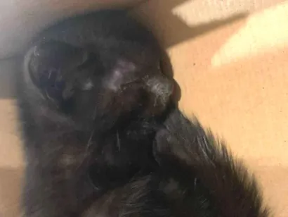 Gato raça SRD-ViraLata idade 2 a 6 meses nome Não possui