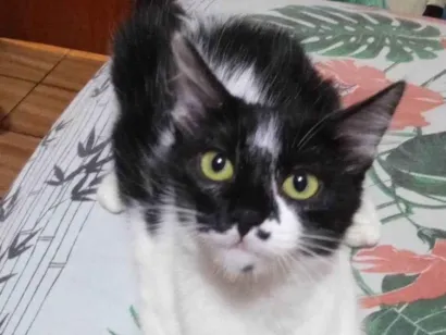Gato raça SRD-ViraLata idade 2 a 6 meses nome Pelúcia