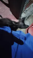 pantera
