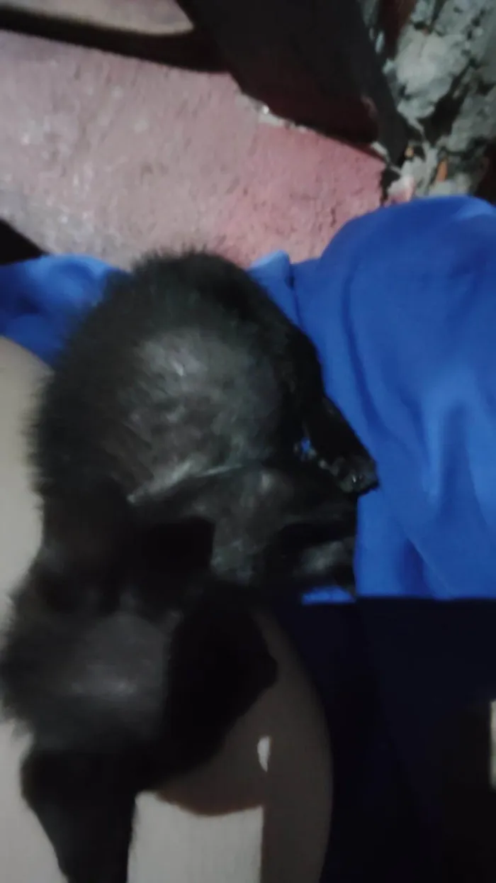 Gato ra a SRD-ViraLata idade Abaixo de 2 meses nome pantera 