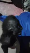 pantera