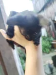 pantera