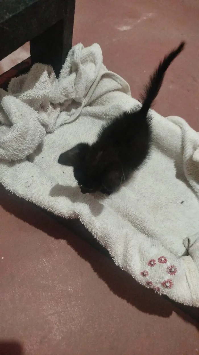 Gato ra a SRD-ViraLata idade Abaixo de 2 meses nome pantera 