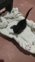 pantera
