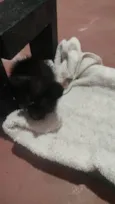 pantera