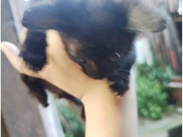 Gato ra a SRD-ViraLata idade Abaixo de 2 meses nome pantera 
