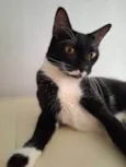 Bela