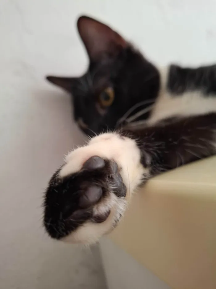 Gato ra a SRD-ViraLata idade 3 anos nome Bela