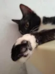 Bela