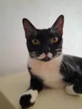 Bela