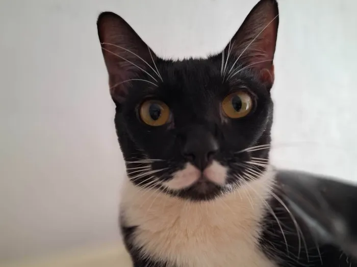 Gato ra a SRD-ViraLata idade 3 anos nome Bela