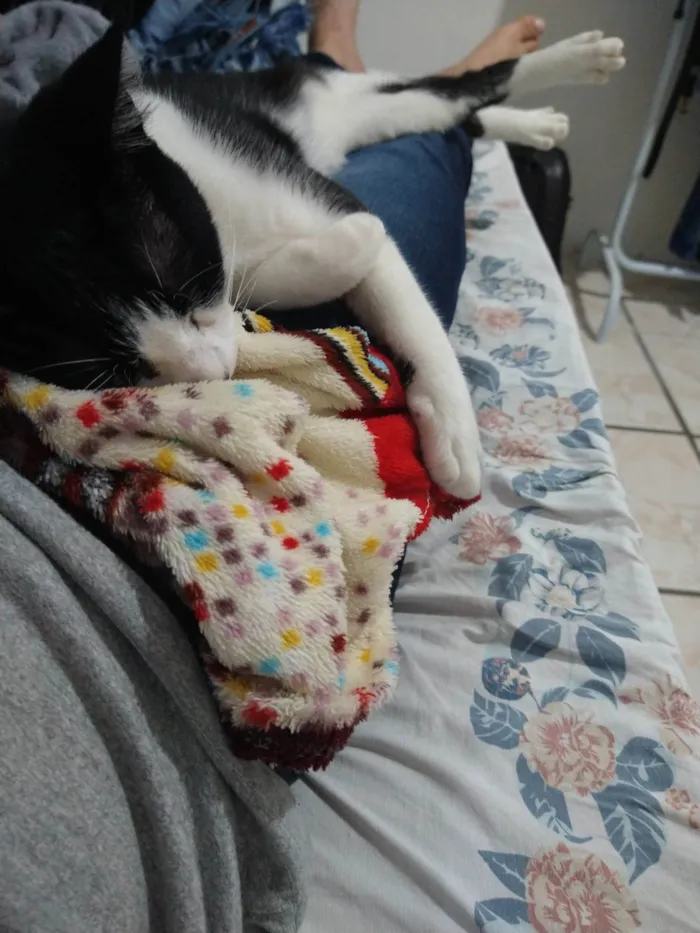 Gato ra a SRD-ViraLata idade 3 anos nome Lisa