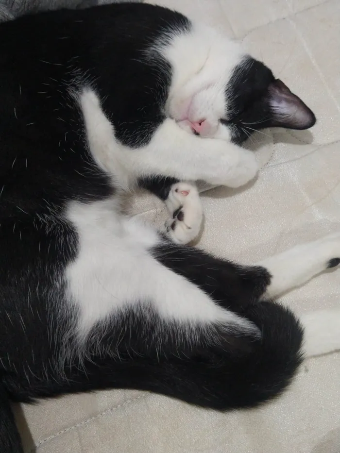 Gato ra a SRD-ViraLata idade 3 anos nome Lisa