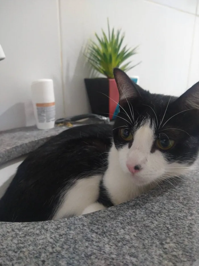 Gato ra a SRD-ViraLata idade 3 anos nome Lisa