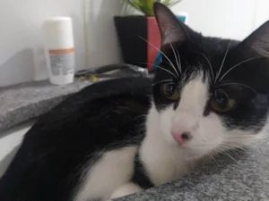 Gato raça SRD-ViraLata idade 3 anos nome Lisa