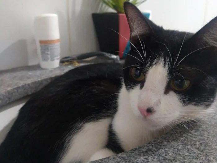 Gato ra a SRD-ViraLata idade 3 anos nome Lisa