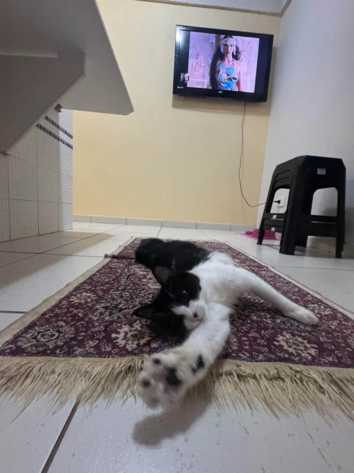 Gato ra a SRD-ViraLata idade 7 a 11 meses nome Jojo